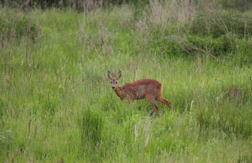 Haus am Gardersee mit Garten - Foto 45