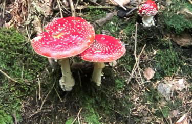 Casa „Ella“ - Photo 26