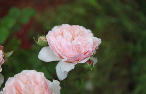 The Dragonfly Retreat - Photo 56