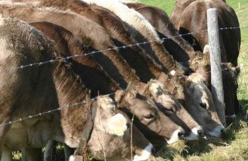 Holiday Apartment Schwärzler - Foto 20