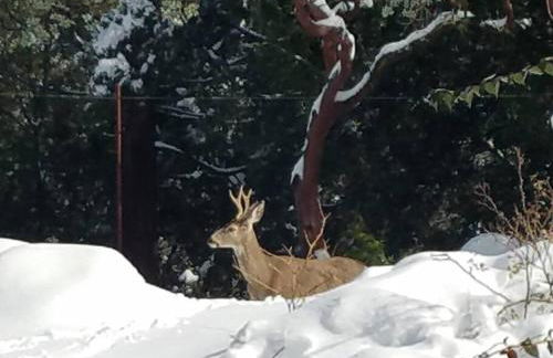 Uncle Grizz's Cabin...get intouch with nature - Foto 43