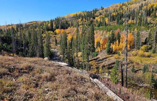 Jack Rabbit - Foto 22