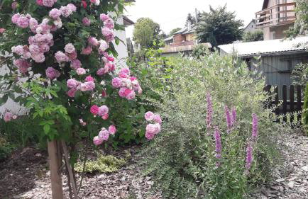 Pokoje Pod Gruszą -osobne wejścia - Foto 29