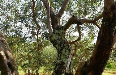 House Nono Bepo in small Istrian village - Foto 47