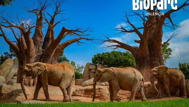 Bioparc Valencia - Foto 3