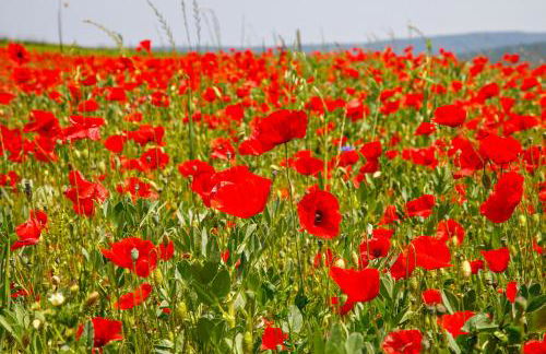 Gästezimmer am Hof - Foto 29