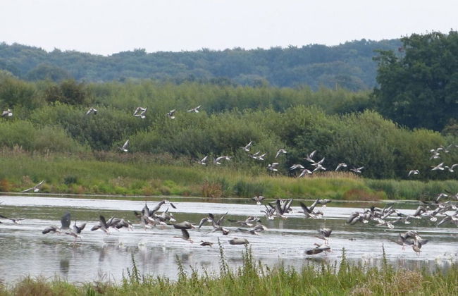 aan de Pastorie - Foto 22