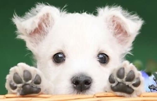 Ponta Village Karuizawa - Foto 33