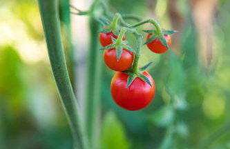 Uliveto Apartment - Foto 30