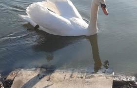 Le Rondini - Photo 30