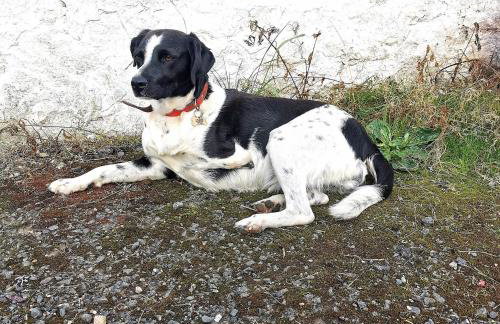 Glen Roe - 3 Bed Lodge on Friendly Farm Stay - Foto 44