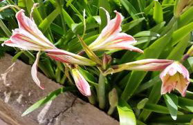 Apartment Pasman 1 - Photo 19