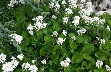 Apartman Garma - Photo 30