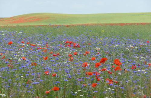 Villa Lea Lee - Foto 1