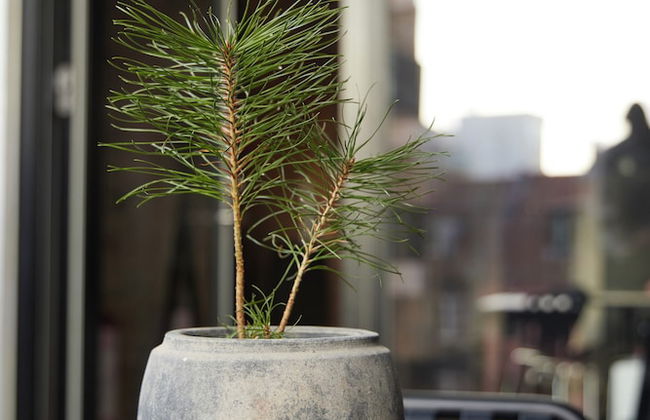 Amaliegade 10 B - Foto 14