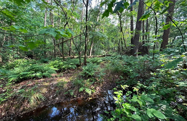 Holiday Home in Zelhem With Garden - Photo 32