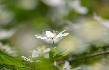 Mountain Lake View - Foto 63