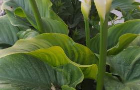 Helen of Troy House - Foto 80