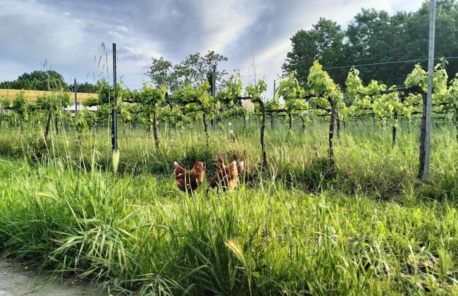 Agriturismo Le Crede 1930 - Foto 20
