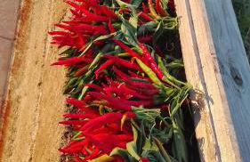 Sonnellino in Maremma - Foto 27