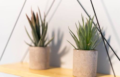 Cacti - Cactyou - Cactus - Foto 15