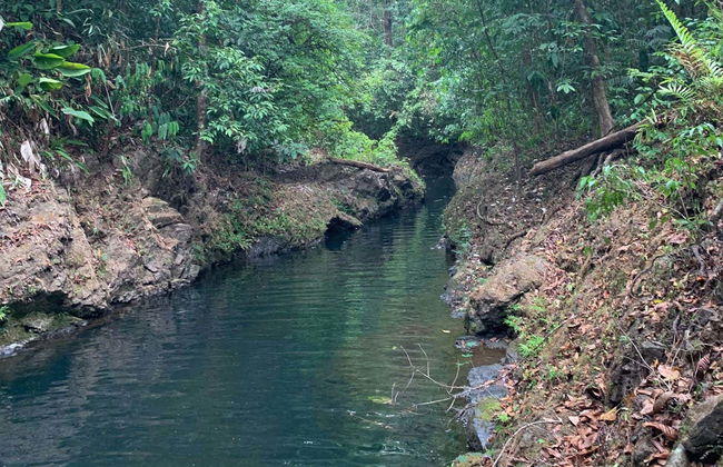 Excursão à selva de Corcovado - Foto 2