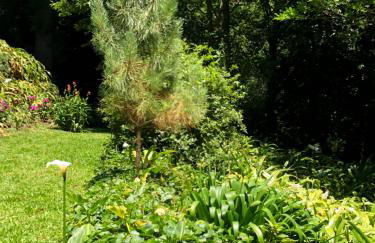 Quintinha de Palmyra - Foto 9