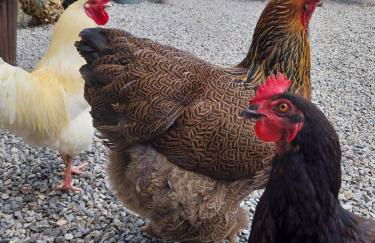 Beautiful 2 bed cottage with swimming pool - Foto 68