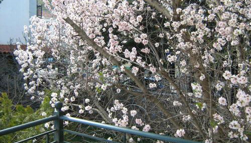 Filoxenia - Foto 2, Garden