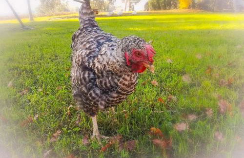 Country Rooms & Suite La Quercia - Foto 30