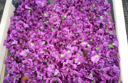 Freilandhof - Foto 9