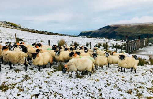 GlenHaven Holiday Accommodation - Foto 51