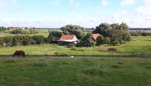 Hof-Silberweide - Foto 2