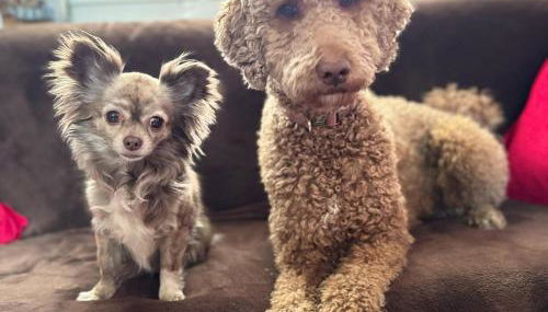 Tiny House - Auszeit im Wald am Badesee - Foto 2