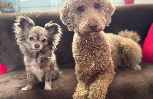 Tiny House - Auszeit im Wald am Badesee - Foto 2