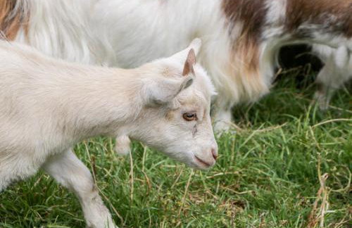 Caner Bach Lodge - Foto 32