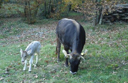 Agriturismo di Charme e Ristorante Stallato Il Filo di Paglia - Foto 37