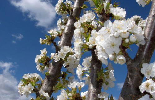 Apartamento Do Silva - Foto 35