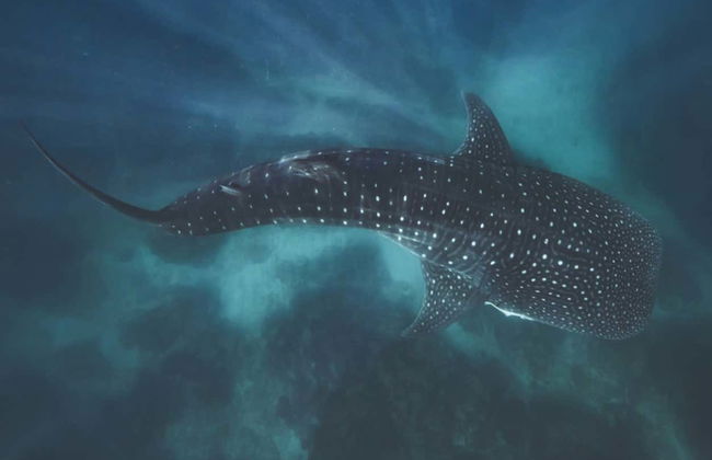 Snorkeling avec les requins-baleines à Holbox - Foto 8