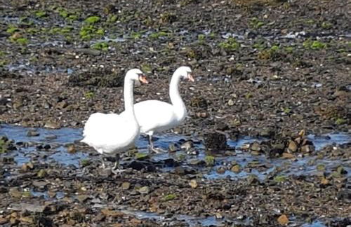 2 The Noust Self Catering - Foto 11