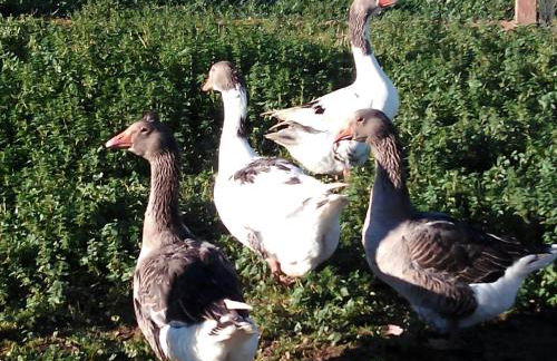 Can Barnosell - Els Masos d'en Coll - Foto 99