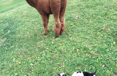 Casas Rurales Prieto - Foto 43