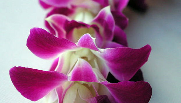 Traditioneller Lei-Gruß auf Kauai - Foto 4