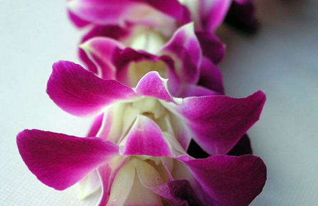 Traditioneller Lei-Gruß auf Kauai - Foto 4