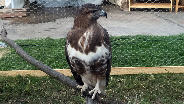 Visita a la ciudad y al zoológico de Tsimbazaza - Foto 2