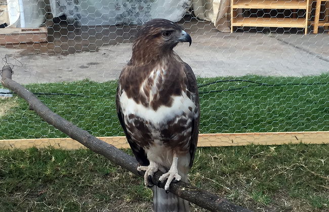 City tour and Tsimbazaza Zoo - Photo 2