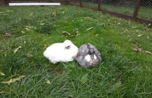 The Willow (Alton Towers, Animals, Peak District) - Foto 43