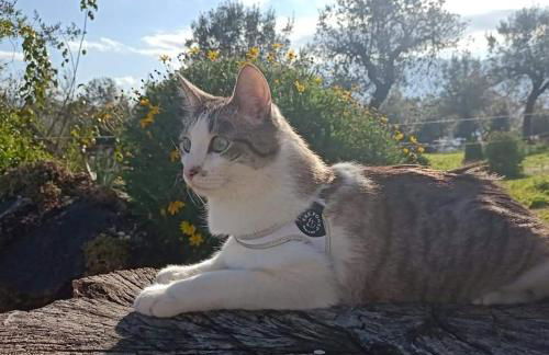 Residence Grimani - Photo 29