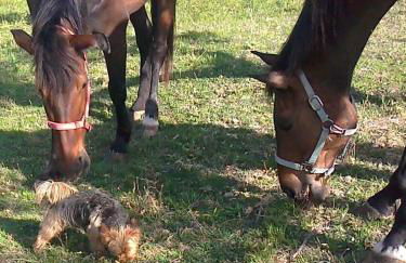 Residence Grimani - Photo 23