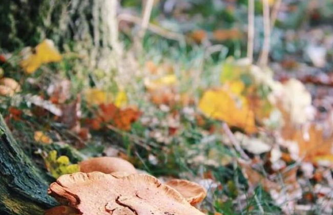 Peaceful Chalet Retreat - Foto 14